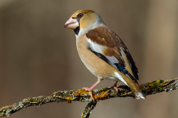 Hawfinch (Coccothraustes coccothraustes) perched on a branch in the forest