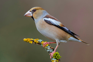 Hawfinch (Coccothraustes coccothraustes) perched on a branch in the forest