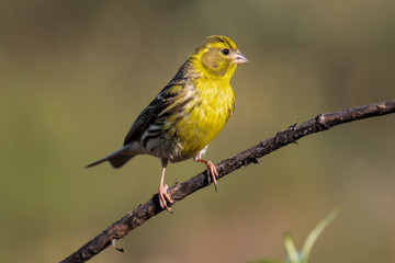 Serin (Serinus serinus) male perched on a branch, León, Spain, Europe