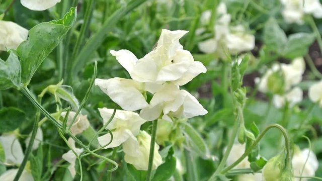 Lathyrus odoratus Cathy semi-grandiflora deep cream sweet pea set in an English garden