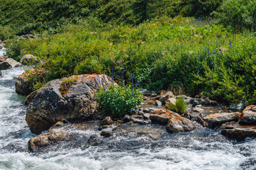 Beautiful vegetation near mountain creek in sunlight. Big boulders in fast water stream close-up. Background of rapids of river in sunny day. Fast flow near wet stones. Rich flora of highlands.