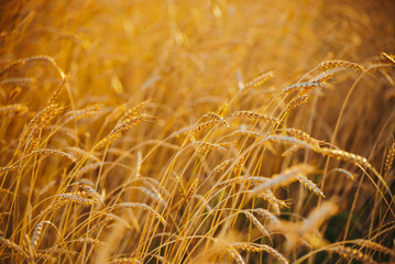 Field of gold wheat in sunlight  close-up with copy space. Vivid golden rye glitters in sun. Beautiful bright field in sunny day. Scenic colorful agricultural textured background. Wheat in macro.
