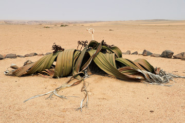 male Welwitschie (Welwitschia mirabilis) - Namibia Africa