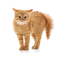 Scared little kitten.