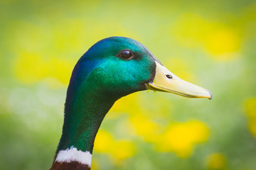 tête canard colvert mâle