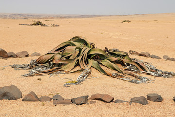 many Welwitschie (Welwitschia mirabilis) - Namibia Africa