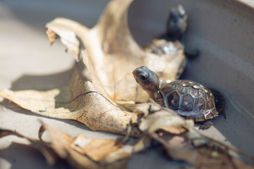 baby three toad box turtles