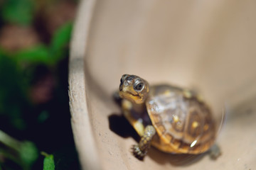 baby three toad box turtle