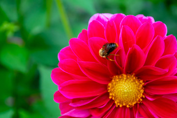 close up bee on a red dabhlia copyspace