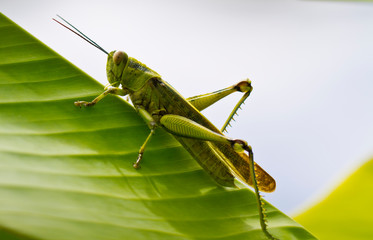 Grasshopper