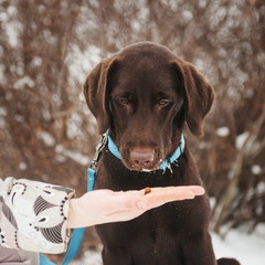 Labrador puppy with a hand