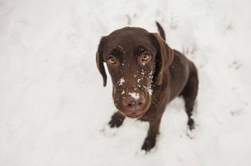 Portrait of a labrador puppy