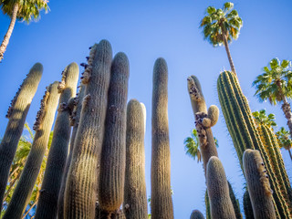 Majorelle gardens and cactus plants in Marrakech