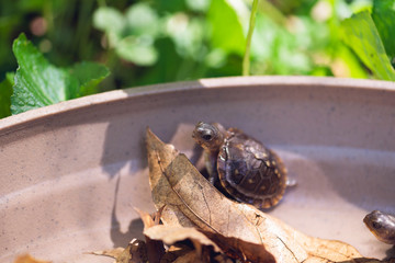 baby three toad box turtles