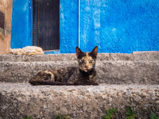 Stray cat spending time at the streets of Rabat, Morocco