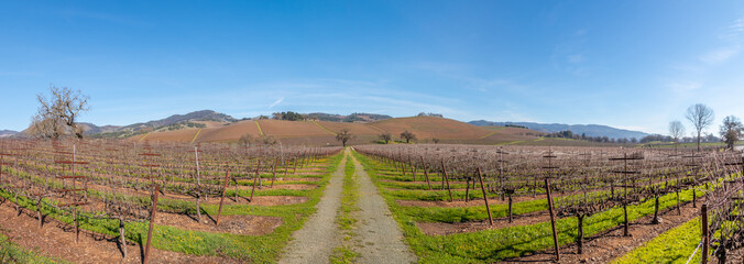 A winter pano of vineyards in the Sonoma Valley. On each side of a gravel road. At the end of the road hills rise up with a blue sky and wispy clouds. Trees are on the outer edges of this vineyard.