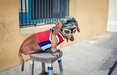 Funny dachshund wearing t-shirt, cap and glasses