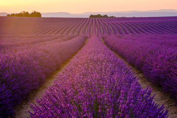Plakat Scenic view of lavender field