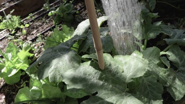 watering the perma culture garden during a sunny day