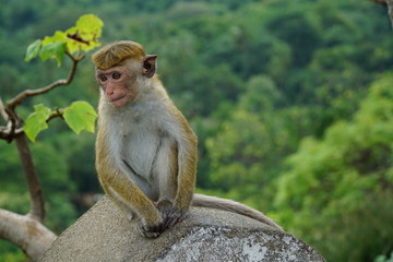 Affe bei Dambulla