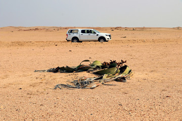 Welwitschie (Welwitschia mirabilis) with car - Namibia Africa