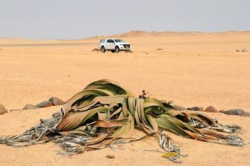 Welwitschie (Welwitschia mirabilis) with car - Namibia Africa
