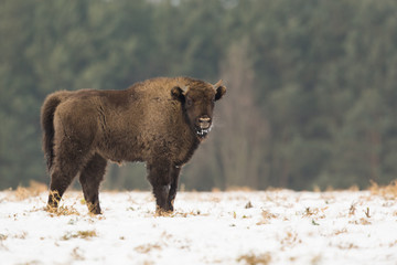 European bison - Bison bonasus in the Knyszyn Forest (Poland)