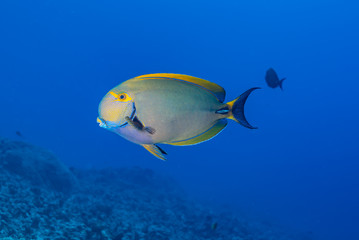 Fototapeta na wymiar Tropical surgeon fish in blue water over reef