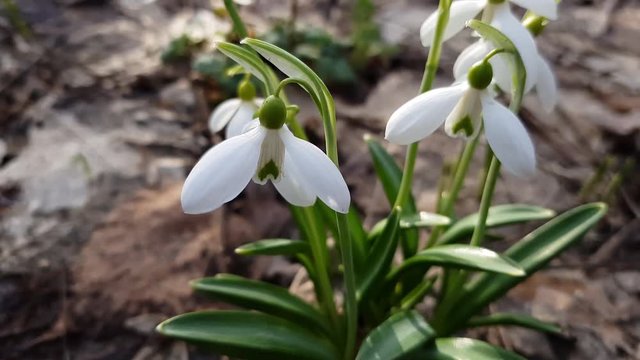 Spring flowers snowdrops in wind nature background. White blooming snowdrop folded or Galanthus plicatus in light breeze. Sunshine. Sunrise. Dynamic scene.