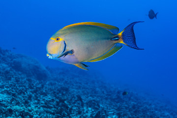 Fototapeta na wymiar Tropical surgeon fish in blue water over reef