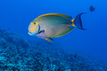 search photos surgeonfish