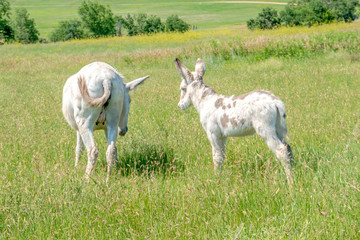 Obraz premium Donkeys Along the road at Custer State Park