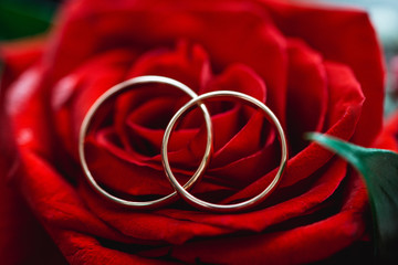 postcard gold rings lying on a rose