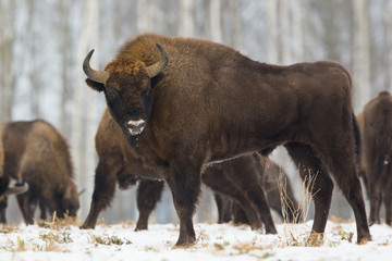 European bison - Bison bonasus in the Knyszyn Forest (Poland)