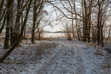 Forest road through a deciduous forest a winter day