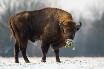 Raamstickers Europese bizon - Bison bonasus in het Knyszyn-woud (Polen) © szczepank