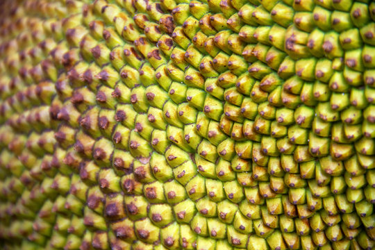 Jackfruit texture skin