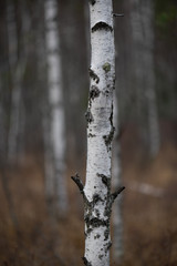 trunk of a birch tree