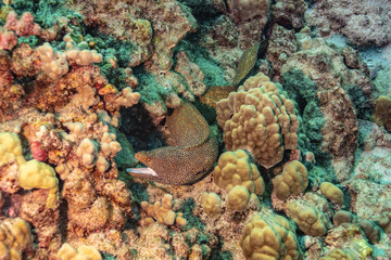 Moray eel with mouth open in coral reef