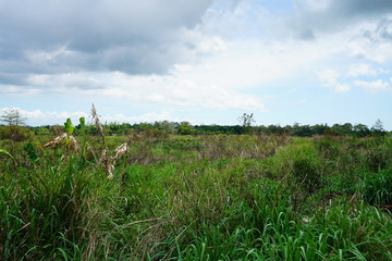 View of the countryside outside of Bacolod City, Philippines