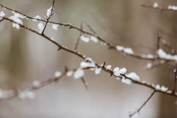 Grenar av slånbär med snö på