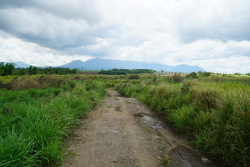 Fototapeta na wymiar View of the countryside near Bacolod City, Philippines with a road