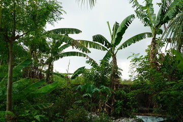 Obraz premium Tropical foliage and banana trees growing in the suburbs near Bacolod City, Philippines