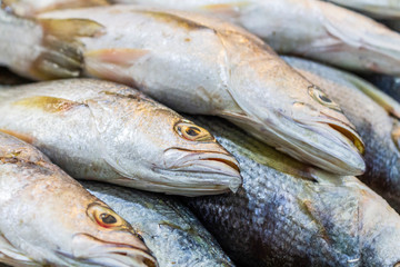 fish for sale on the market