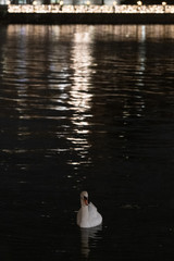 Fototapeta na wymiar swan swimming in lake in central stockholm