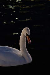 Fototapeta premium swan on the lake