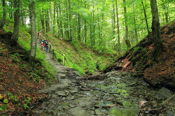 Obraz premium Wild forest and forest stream in Bieszczady Mountains, Poland