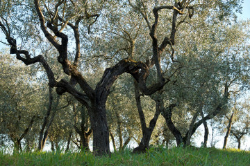 Fototapeta na wymiar olive trees 