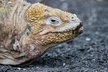 Land Iguana, Isabela Island