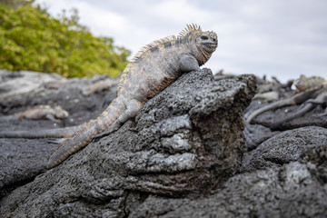 Marine Iguanas